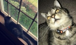 网红小猫吃瓜,萌态十足引网友热议